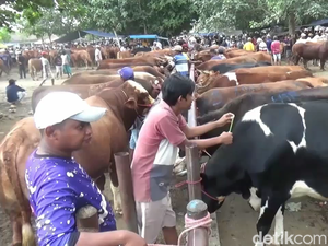 Harga Sapi Kurban di Pasar Hewan Lumajang Naik Rp 2 Juta
