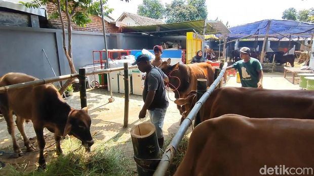 Penjual sapi berhadiah handphone di Pasuruan