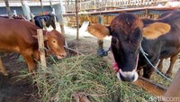 Tidak hanya pembeli hewan sapi saja yang mendapatkan hadiah. Namun pembeli hewan kabing kurban juga mendapatkan hadiah menarik lainnya.