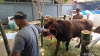 Langkah Wildan terbilang efektif menarik pembeli. Setiap hari, layaknya tidak pernah sepi pembeli hewan kurban.
