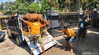 Seperti yang dilakukan Wildan Firmansyah, penjual hewan kurban di Desa Sekarputih, Kecamatan Kondangwetan, Kabupaten Pasuruan, terbilang unik