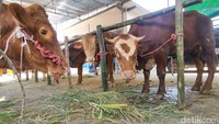 Harga hewan kurban bervariasi, mulai dari Rp 15 juta hingga Rp 40 juta rupiah untuk sapi. Banyak pembeli dari luar Pasuruan yang datang membeli.