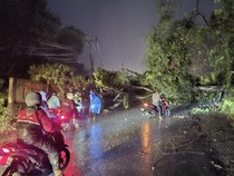 Pohon Tumbang di Lahat Sebabkan Macet Panjang