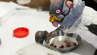 Anak burung nasar diberi makan dengan sarung tangan yang menyerupai bentuk kepala induknya, dan pekerja diwajibkan untuk menutupi wajah mereka untuk menghindari jejak. Anak burung nasar itu berada di pembibitan Kebun Binatang Roma, tempat ia dirawat dan diberi makan oleh para pekerja kebun binatang.
