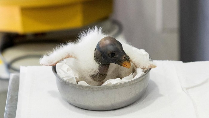 Potret Burung Nasar Langka Lahir di Kebun Binatang Roma A masked staff member at the Bioparco Zoo holds a newborn pope vulture chick in Rome, Italy, May 16, 2025. REUTERS/Remo Casilli TPX IMAGES OF THE DAY