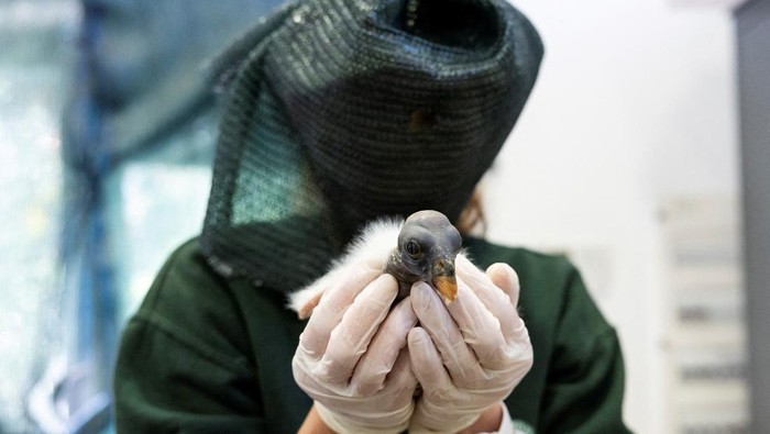 A masked staff member at the Bioparco Zoo holds a newborn pope vulture chick in Rome, Italy, May 16, 2025. REUTERS/Remo Casilli      TPX IMAGES OF THE DAY