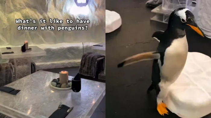 pengalaman di restoran unik bisa makan bareng penguin