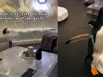 Unik! Di Restoran Ini Bisa Makan Ditemani Penguin