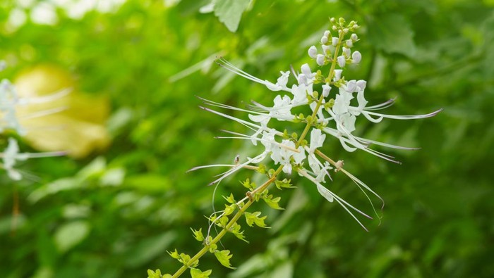 Orthosiphon aristatus, commonly known as cats whiskers or Java tea. The plant is used as a medicinal herb for urinary tract infections. It is also used in landscaping to attract bees and butterflies