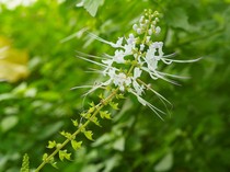 Segudang Manfaat Daun Kumis Kucing, Atasi Masalah Ginjal hingga Asam Urat