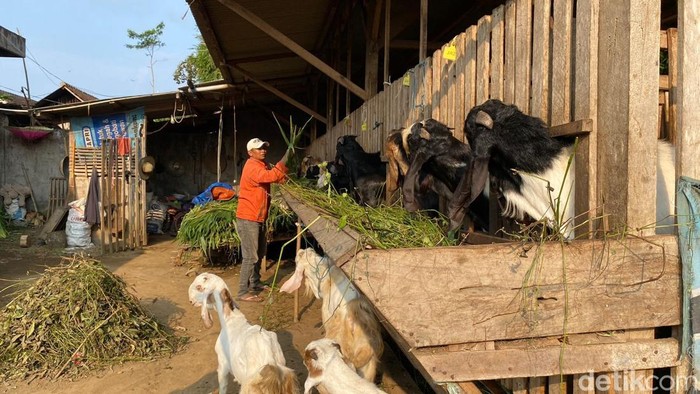 Taufik penjual kambing di Kota Malang.