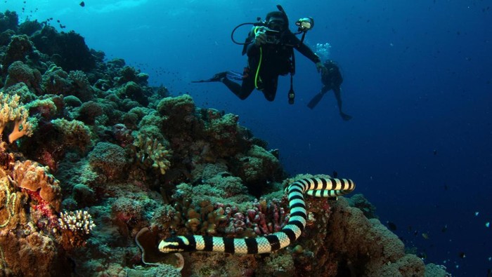 Ular laut
