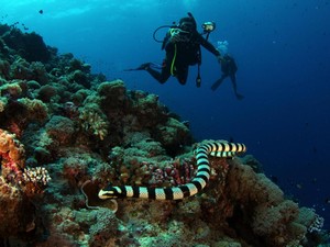 Ular Laut Itu Berbisa Tidak? Ini Faktanya