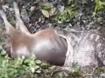 Warga di Sidrap Bunuh Ular Piton 6,5 Meter Saat Lagi Telan Sapi Ternak