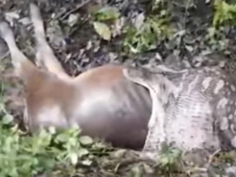 Ular piton 6,5 meter kepergok warga sedang telan sapi ternak.