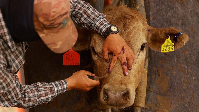 Peternak Chihuahua tingkatkan pengawasan ternak usai wabah screwworm ditemukan di selatan Meksiko. AS pun hentikan impor sapi sebagai langkah pencegahan.
