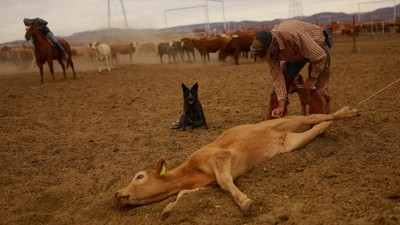 Ada Wabah Screwworm, Peternak di Chihuahua Perketat Pengawasan Sapi