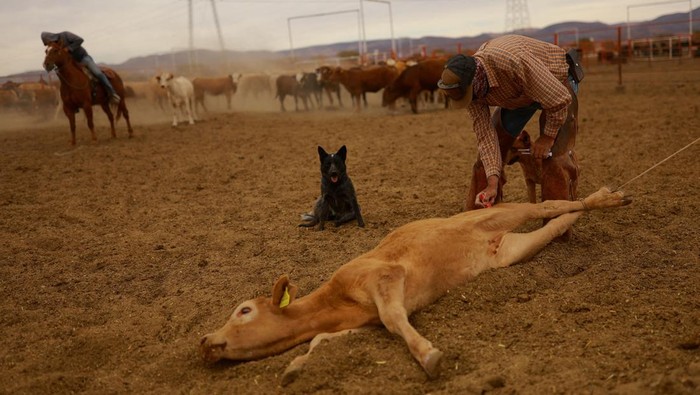Ada Wabah Screwworm, Peternak di Chihuahua Perketat Pengawasan Sapi Peternak Chihuahua tingkatkan pengawasan ternak usai wabah screwworm ditemukan di selatan Meksiko. AS pun hentikan impor sapi sebagai langkah pencegahan.