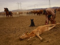Ada Wabah Screwworm, Peternak di Chihuahua Perketat Pengawasan Sapi