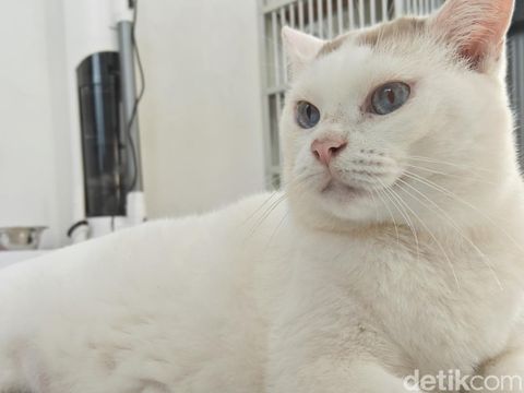 Hasil jepretan kamera Xiaomi Pad 7 Pro