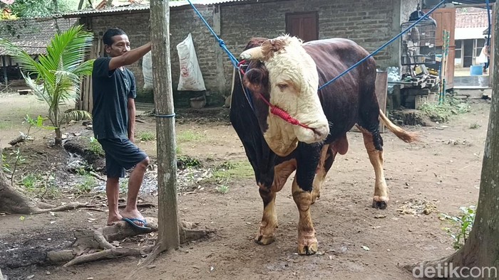Herman saat berfoto dengan sapi bernama Hercules peliharaannya di Dusun Bentengan Kidul, Kalurahan Brosot, Kapanewon Galur, Kulon Progo, Selasa (20/5/2025).