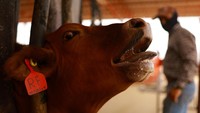 Sebagai respons, Departemen Pertanian AS (USDA) menghentikan impor sapi, kuda, dan bison dari Meksiko melalui pelabuhan-pelabuhan di perbatasan selatan. Kebijakan ini akan dievaluasi setiap bulan, tergantung pada efektivitas upaya pengendalian dan pemberantasan parasit oleh pemerintah Meksiko.