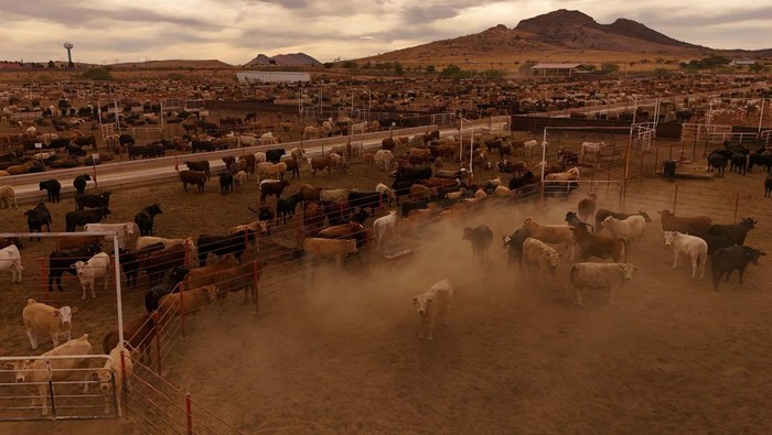 A cowboy brands a cow after administering medicine as Chihuahua ranchers step up screwworm surveillance after the U.S. suspended cattle imports following the detection of the parasite in southern Mexico, at the Chihuahua Regional Livestock Union, in Nuevo Palomas, Mexico May 16, 2025. REUTERS/Jose Luis Gonzalez     TPX IMAGES OF THE DAY