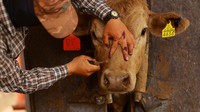 New World Screwworm adalah larva lalat yang menyerang jaringan hidup hewan melalui luka terbuka, menyebabkan infeksi parah yang dapat berakibat fatal jika tidak segera ditangani. Parasit ini sebelumnya telah diberantas di AS pada tahun 1966, namun kini muncul kembali di negara-negara Amerika Tengah dan telah mencapai negara bagian Oaxaca dan Veracruz di Meksiko, sekitar 1.100 kilometer dari perbatasan AS.