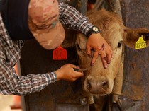 Imbas Parasit, AS Stop Impor Ternak dari Meksiko