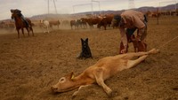 Pemerintah Meksiko telah meningkatkan pengawasan terhadap pergerakan ternak dari wilayah selatan dan memperkuat kerja sama dengan AS dalam upaya pemberantasan parasit ini. Salah satu metode yang digunakan adalah pelepasan lalat jantan steril untuk mengganggu siklus reproduksi parasit.