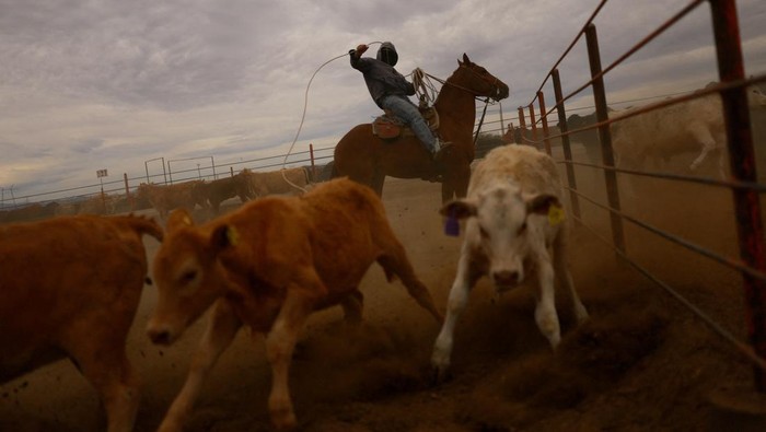 A cowboy brands a cow after administering medicine as Chihuahua ranchers step up screwworm surveillance after the U.S. suspended cattle imports following the detection of the parasite in southern Mexico, at the Chihuahua Regional Livestock Union, in Nuevo Palomas, Mexico May 16, 2025. REUTERS/Jose Luis Gonzalez     TPX IMAGES OF THE DAY