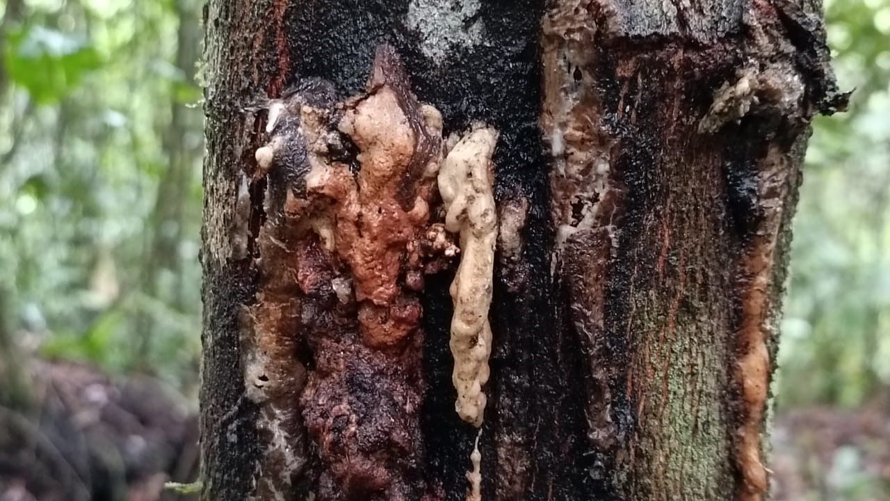 Kayu Menyan. (Dok. Direktorat Jenderal Konservasi Sumber Daya Alam dan Ekosistem)