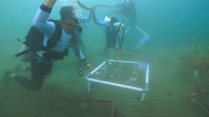 Komando pasukan katak dari 3 kesatuan wilayah lestarikan terumbu karang usai takhlukan selat Bali.