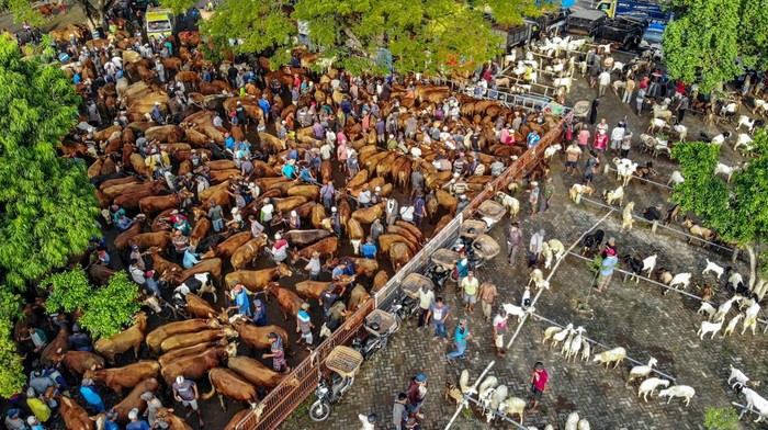 Pasar Hewan Warujayeng Ramai Jelang Idul Adha Pedagang menggiring sapi miliknya yang dijual di Pasar Hewan Warujayeng jelang Idul Adha di Tanjunganom, Nganjuk, Jawa Timur, Selasa (20/5/2025). Kementerian Pertanian (Kementan) mencatat kebutuhan hewan kurban sapi dan kambing/domba pada tahun ini diperkirakan mencapai 2.074.269 ekor atau naik 1,98 persen dibandingkan tahun sebelumnya, sementara ketersediaan nasional mencapai 3.217.397 ekor, sehingga terdapat surplus sekitar 1,14 juta ekor. ANTARA FOTO/Muhammad Mada/foc.