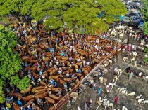 Pasar Hewan Warujayeng Ramai Jelang Idul Adha