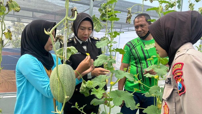 Pekarangan Pangan Lestari di Mapolresta Sidoarjo.