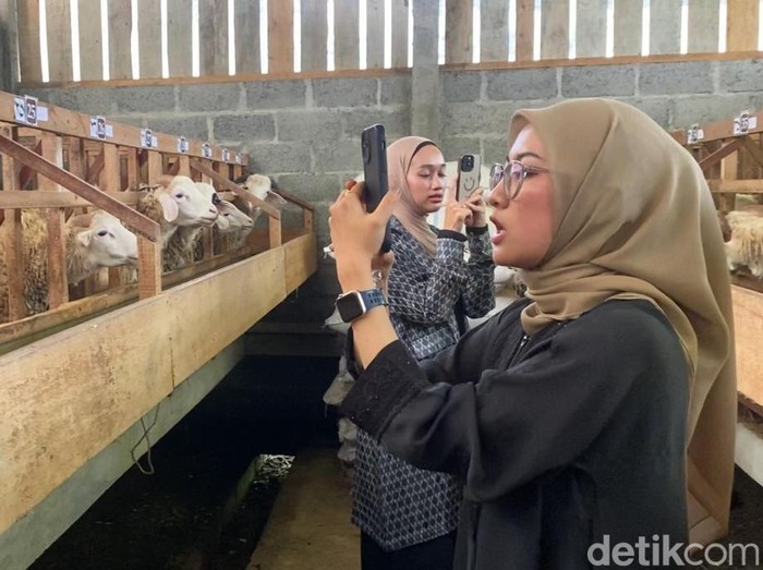 Penjualan kambing kurban melalui live TikTok dan Instagram di Desa Bomerto, Kecamatan/Kabupaten Wonosobo, Selasa (20/5/2025).
