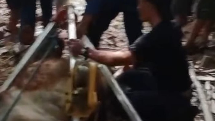 Petugas Damkar Kabupaten Tangerang bersama warga mengevakuasi 2 ekor sapi yang tercebur sumur.