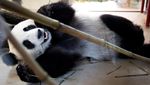 Potret Gemas Panda Raksasa Baru di Kebun Binatang Wina
