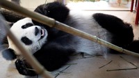 Dalam sambutannya pada upacara penyambutan, Presiden Austria Alexander Van der Bellen menekankan bahwa panda raksasa merupakan simbol persahabatan yang kuat antara Austria dan Tiongkok. 