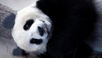 Potret Gemas Panda Raksasa Baru di Kebun Binatang Wina