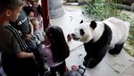 Potret Gemas Panda Raksasa Baru di Kebun Binatang Wina