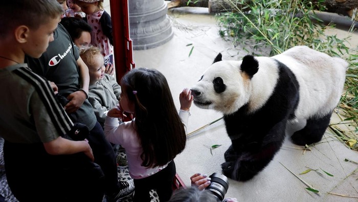 Giant panda He Feng looks on during their public debut at the Schoenbrunn Zoo in Vienna, Austria, May 14, 2025. Picture taken through glass. REUTERS/Lisa Leutner