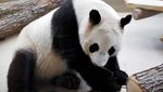 Potret Gemas Panda Raksasa Baru di Kebun Binatang Wina