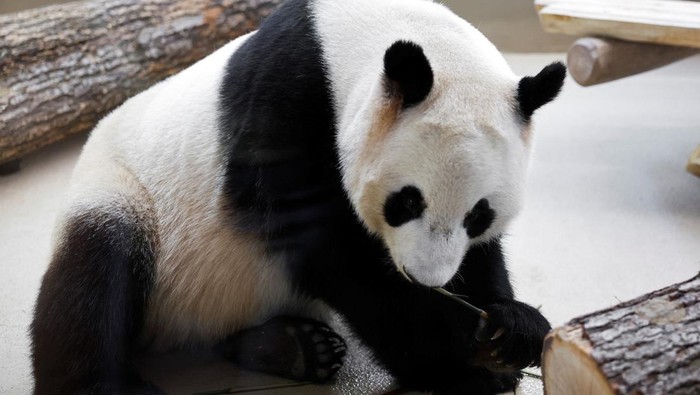 Giant panda He Feng looks on during their public debut at the Schoenbrunn Zoo in Vienna, Austria, May 14, 2025. Picture taken through glass. REUTERS/Lisa Leutner