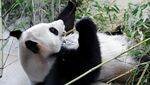 Potret Gemas Panda Raksasa Baru di Kebun Binatang Wina