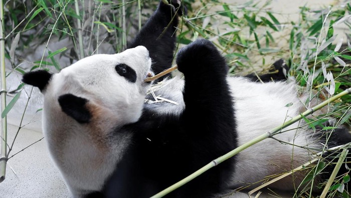 Giant panda He Feng looks on during their public debut at the Schoenbrunn Zoo in Vienna, Austria, May 14, 2025. Picture taken through glass. REUTERS/Lisa Leutner