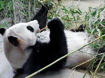 Perlindungan Panda Raksasa di China Diperketat, Kini Populasinya Meningkat