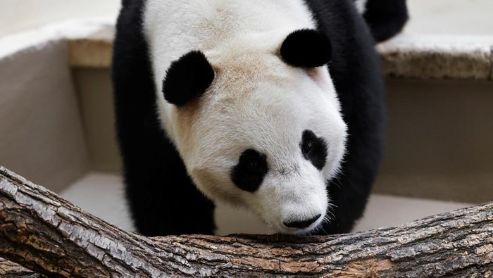 Giant panda He Feng looks on during their public debut at the Schoenbrunn Zoo in Vienna, Austria, May 14, 2025. Picture taken through glass. REUTERS/Lisa Leutner