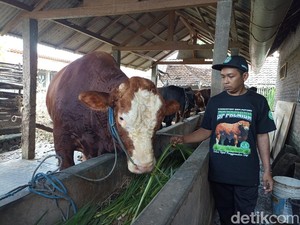 Perkenalkan Glewo, Kurban Prabowo di Kota Blitar yang Dibeli dari Wibowo